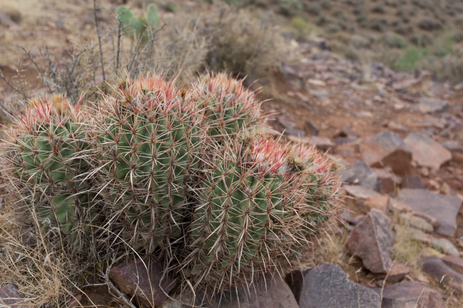 USA_Grand Canyon_109